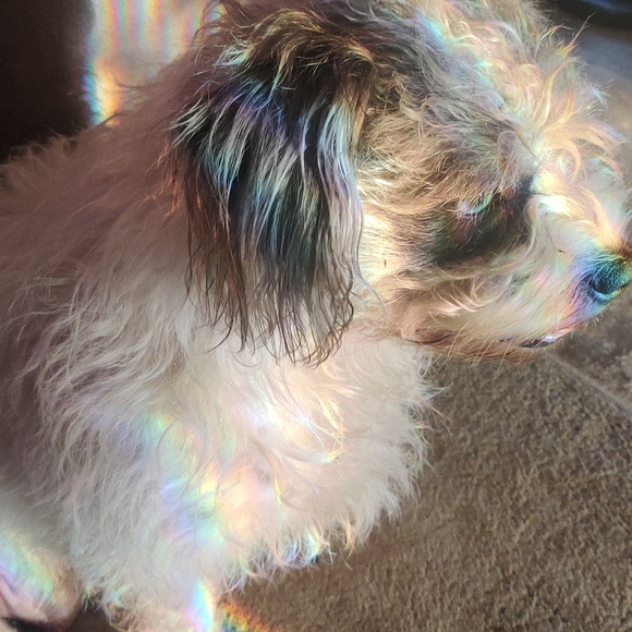 Meet your Posher, Troy - Picture 4 of 12